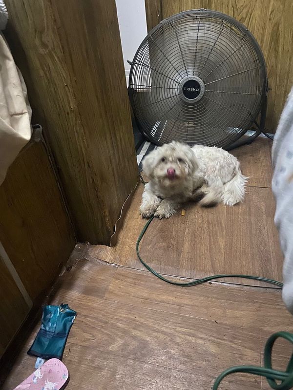 Lost Dog in Muscoy — listing photo