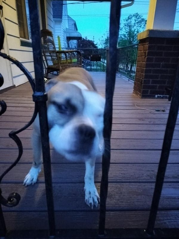 Found Dog in Cleveland, Ohio — listing photo