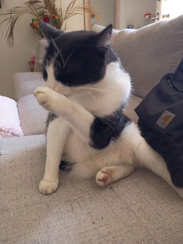 Lost Cat in Nashville, Tennessee — listing photo