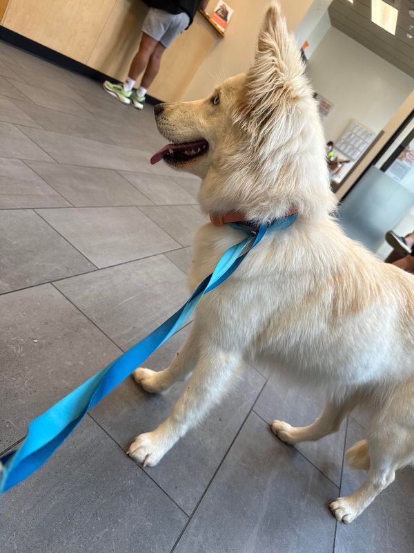 Found Dog in Miami, Florida — listing photo