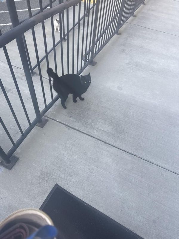 Lost Cat in San Jose, California — listing photo