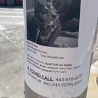 Lost Dog in Baltimore, Maryland — anyone else notice the uptick of missing animal posters in Fed Hill?