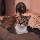 Lost Cat in Charlotte, North Carolina — listing photo