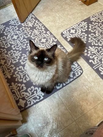 Lost Cat in Orting — listing photo