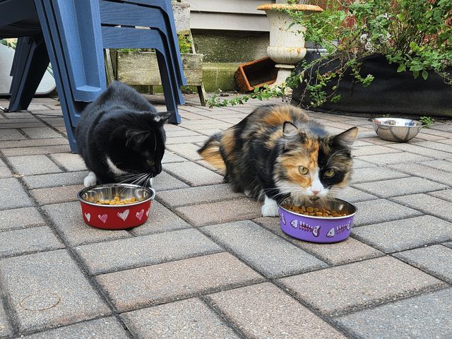 Lost Cat in Chicago, Illinois — Two stray cats (Bridgeport)