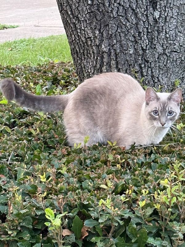 Lost Cat in Katy — listing photo