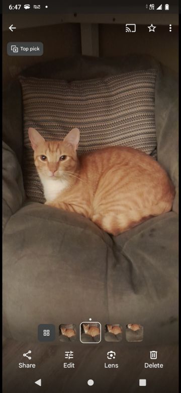 Lost Cat in Port Richey — listing photo