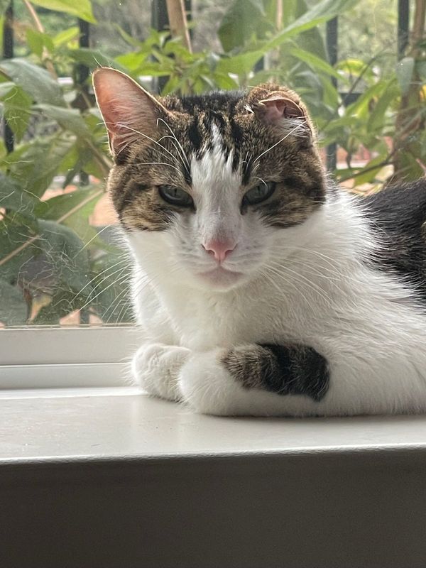 Lost Cat in Charlotte, North Carolina — listing photo