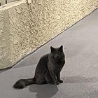 Found Cat in Los Angeles, California — listing photo