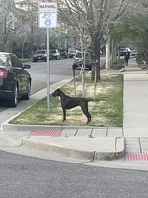 Lost Dog in Denver, Colorado — listing photo