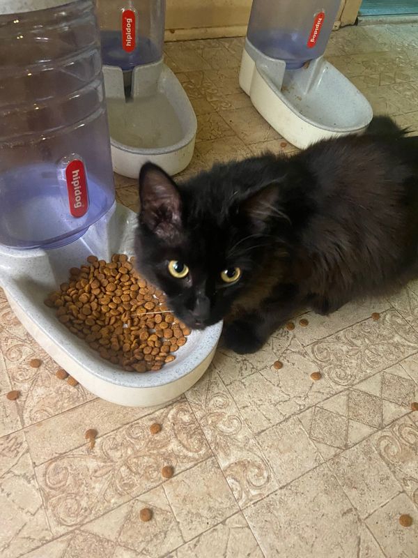 Found Cat in Dallas, Texas — listing photo