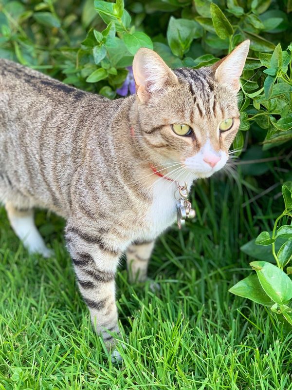 Lost Cat in Chowchilla — listing photo