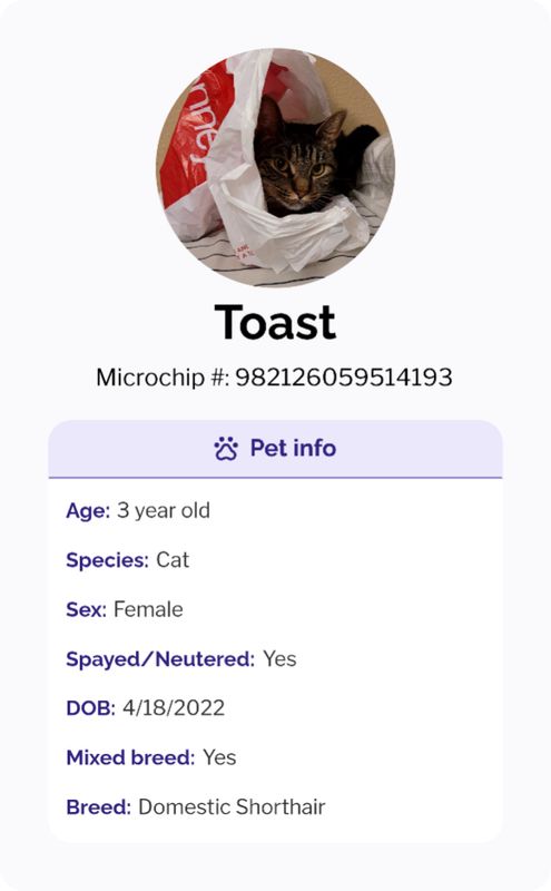 Lost Cat in Shreveport, Louisiana — listing photo