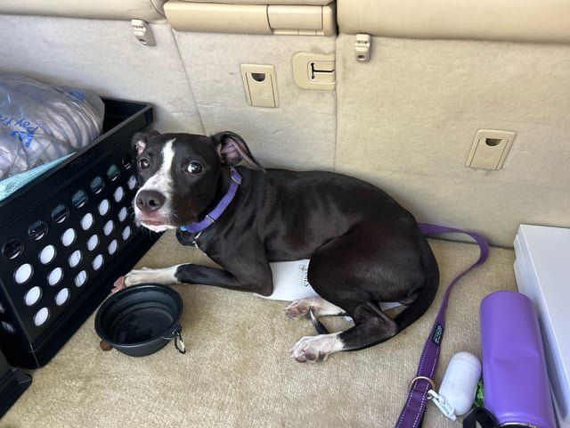 Lost Dog in Jacksonville, Florida — listing photo