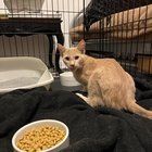 Found Cat in Milwaukee, Wisconsin — CAT FOUND