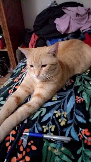 Lost Cat in Porterville, California — listing photo