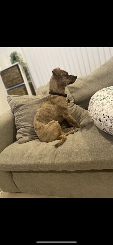 Lost Dog in Los Angeles, California — listing photo