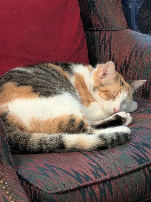 Lost Cat in Miami, Florida — listing photo