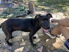 Lost Dog in Kansas City, Missouri — Dog found at Armor & Holmes