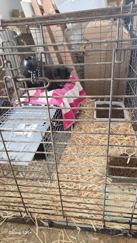 Found Cat in Sacramento, California — Feral kitties