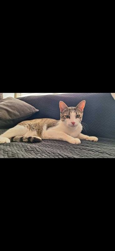 Lost Cat in Frisco, Texas — listing photo