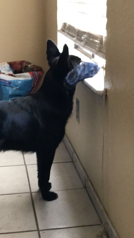 Lost Dog in El Paso, Texas — listing photo
