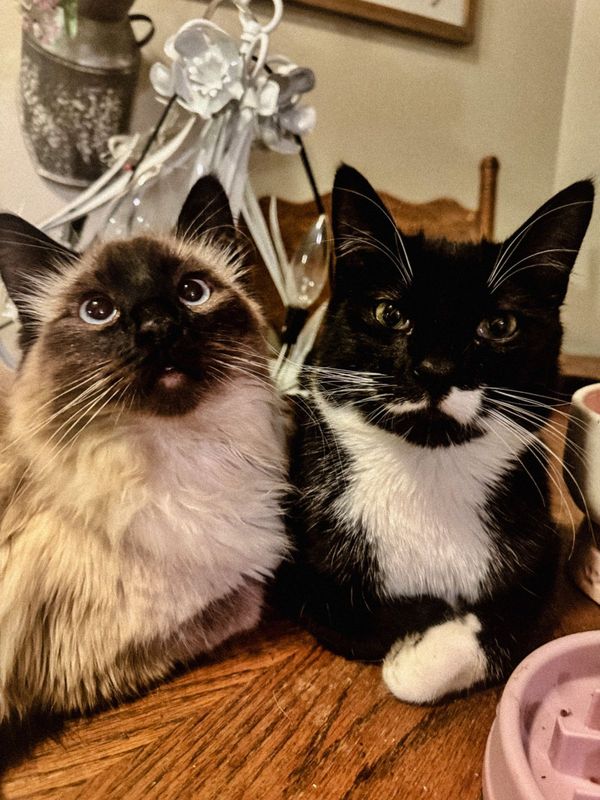 Lost Cat in Calhan — listing photo