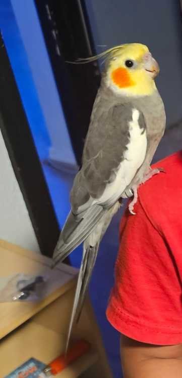 Lost Pet in North Richland Hills, Texas — listing photo