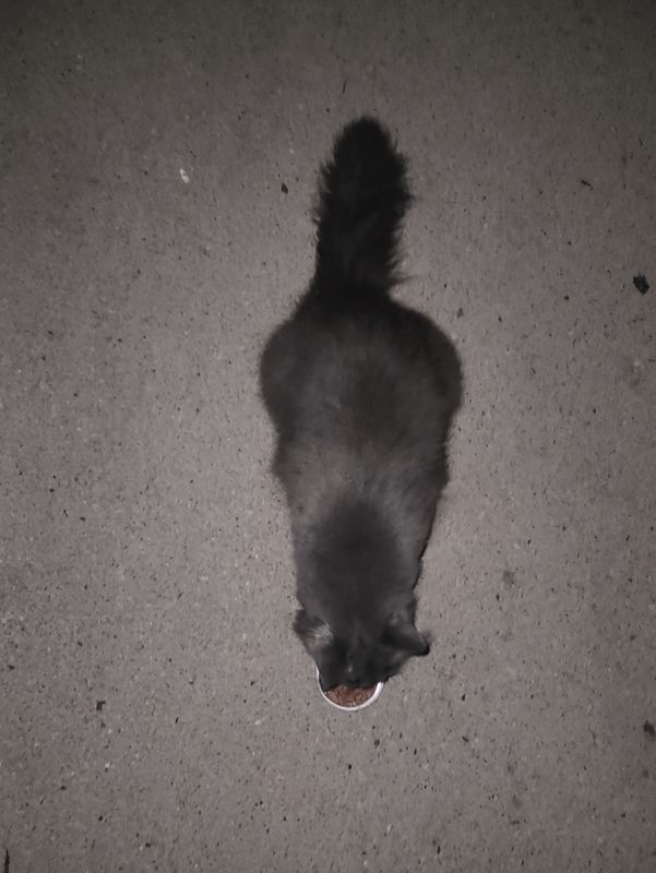 Found Cat in Milwaukee, Wisconsin — Possibly found cat?