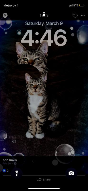 Lost Cat in Clearwater, Florida — listing photo