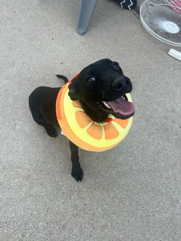 Lost Dog in Fort Worth, Texas — listing photo