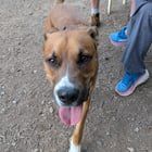 Lost Dog in Rescue — People suck (abandoned dog)