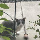 Lost Cat in Spokane, Washington — Cheney found cat gray and white