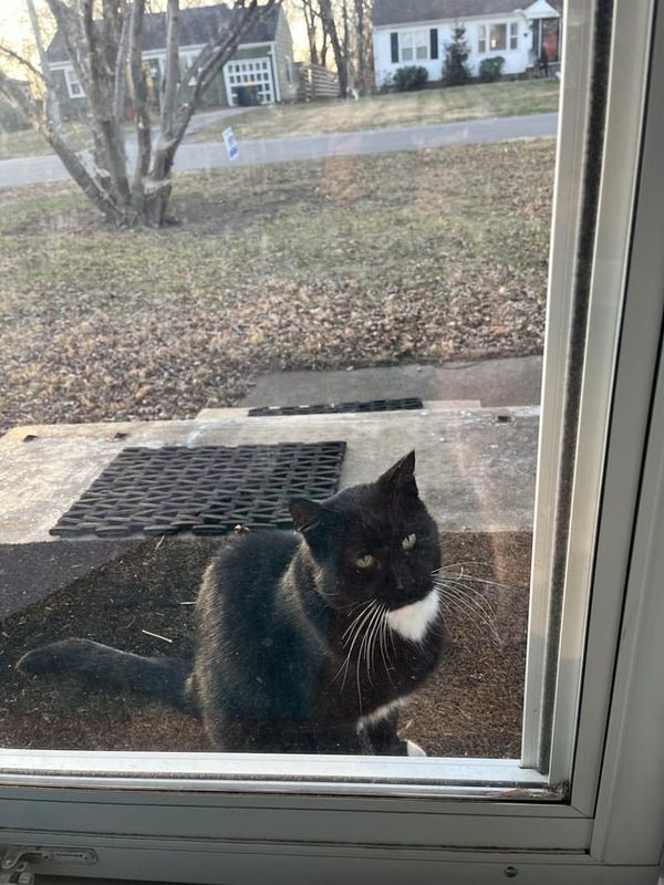 Lost Cat in Kansas City, Missouri — Cat in Waldo, maybe a stray?