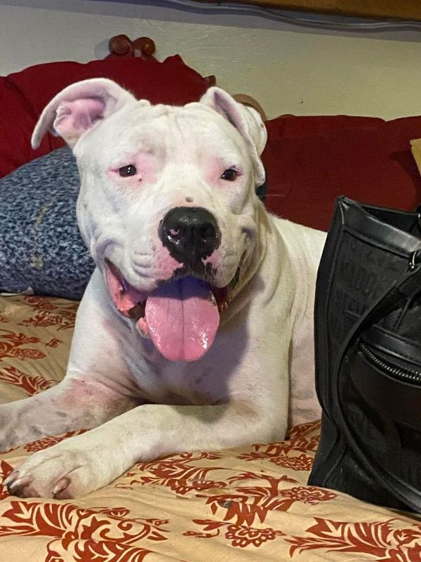 Lost Dog in Kissimmee, Florida — listing photo