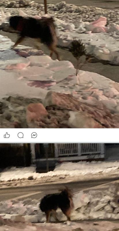 Lost Dog in Washington, District of Columbia — listing photo