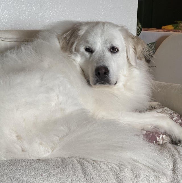Found Dog in Kansas City, Missouri — Great Pyrenees grooming recommendations?