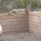 Found Cat in Tucson, Arizona — Bobcat visit
