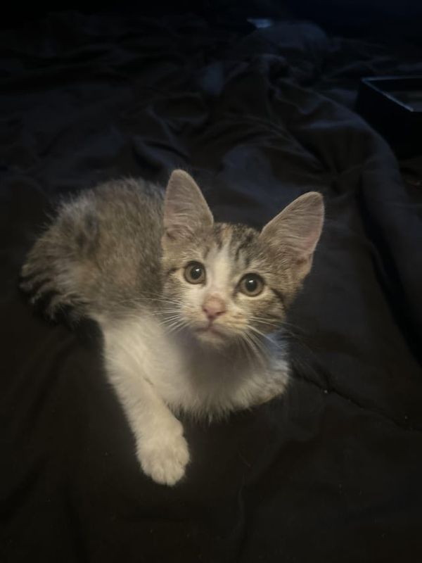 Found Cat in San Antonio, Texas — Anyone would like a kitten I rescued