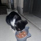Lost Cat in Dallas, Texas — Finding home for a stray kitten in Grand Prairie.