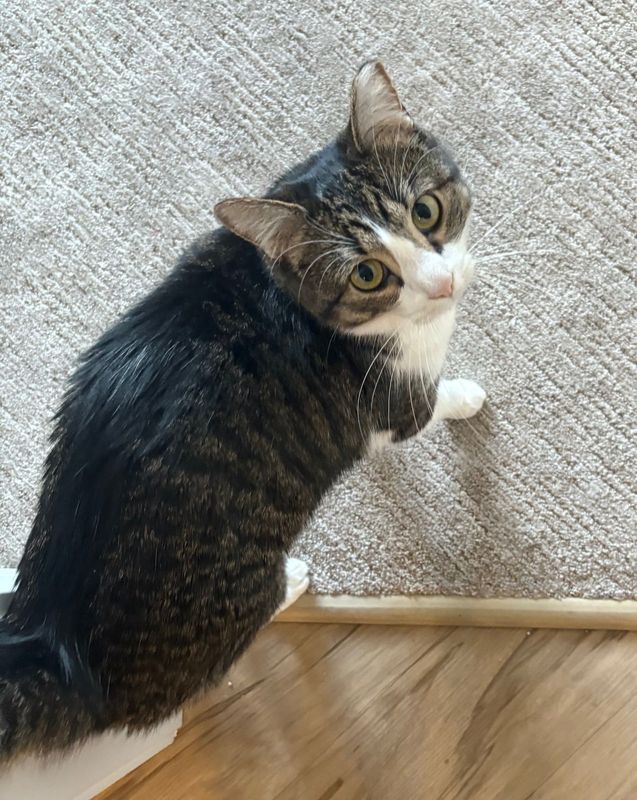 Lost Cat in Tigard, Oregon — listing photo