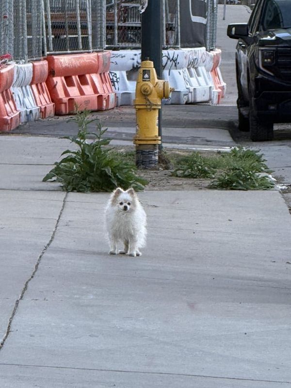 Lost Dog in Denver, Colorado — Is this your dog? Lost around Blake and 40th