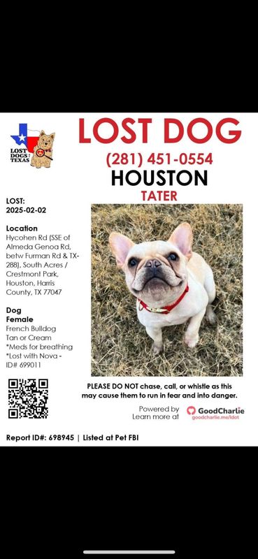 Lost Dog in Houston, Texas — listing photo