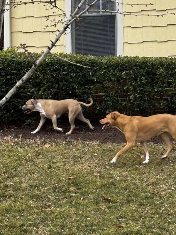 Lost Dog in Raleigh, North Carolina — Dogs running around Falls River in north Raleigh