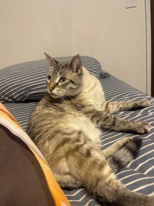 Lost Cat in Duvall — listing photo