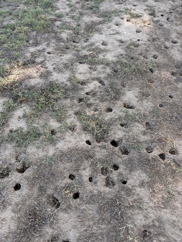Lost Dog in Fresno, California — What in the world are these? What causes them? My dog has lost at least 5 tennis balls to them…