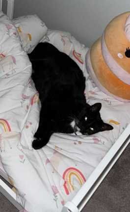 Lost Cat in Auburndale — listing photo