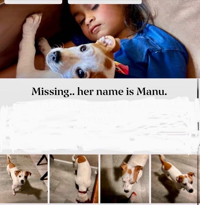 Lost Dog in Colorado Springs, Colorado — listing photo