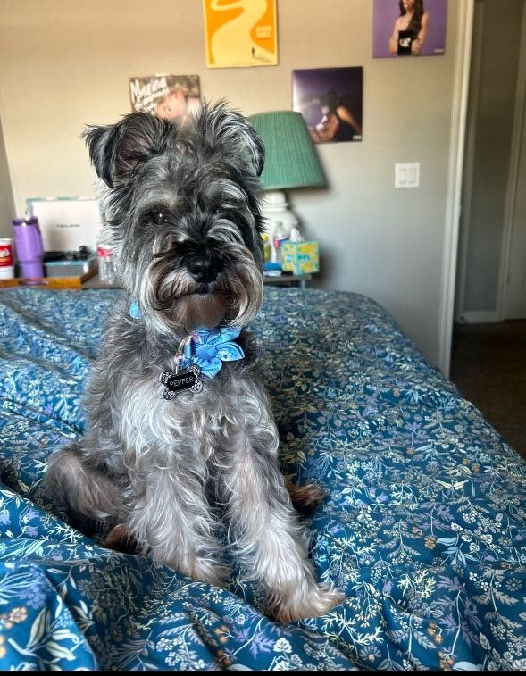 Lost Dog in San Antonio, Texas — listing photo