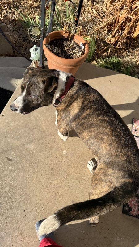 Lost Dog in Oklahoma City, Oklahoma — listing photo